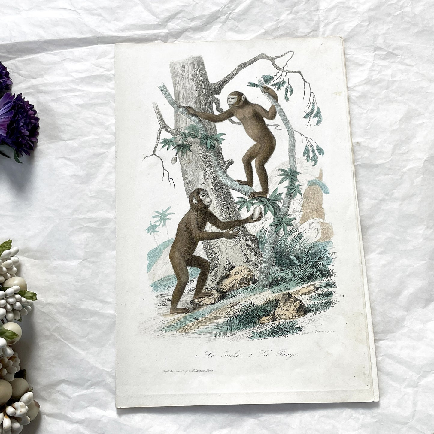 Mid 19th Century - Edouard Travies Primate Print - Iocko And Pango Antique Zoological Art - Hand Colored Engraving - French Natural History