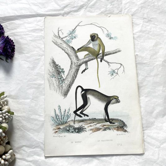 Mid 19th - Original Hand-Colored Monkey Print - Callitriche Monat - Antique Zoology Engraving - Primate Wall Art - Natural History Decor.