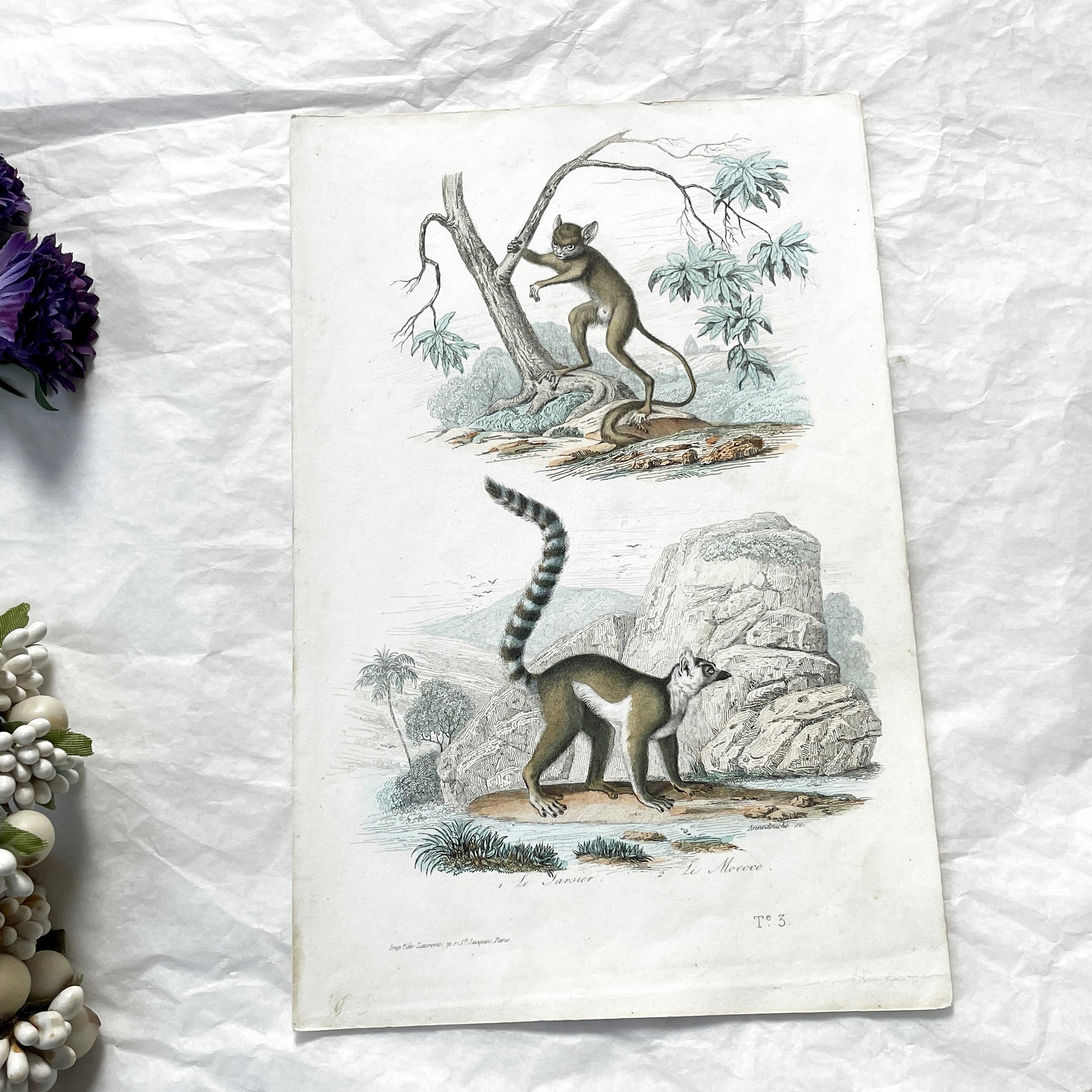 Mid 19th century - Antique Zoology Print - Hand Colored Lithograph Lemur Tarsier Mokoko - Primate Mammal Natural History Illustration