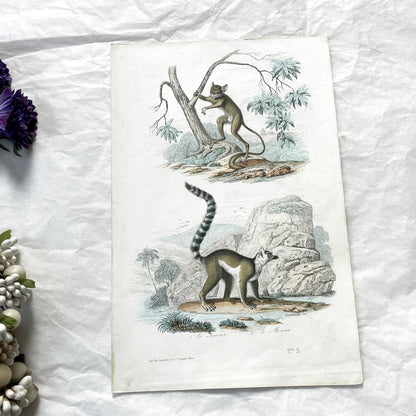 Mid 19th century - Antique Zoology Print - Hand Colored Lithograph Lemur Tarsier Mokoko - Primate Mammal Natural History Illustration