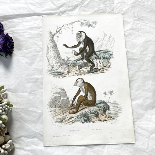 Mid 19th Century French Primate Engraving - Hand Colored Macaque - Mandrill Wildlife Art Print - Édouard Traviès Zoology Plate T.3