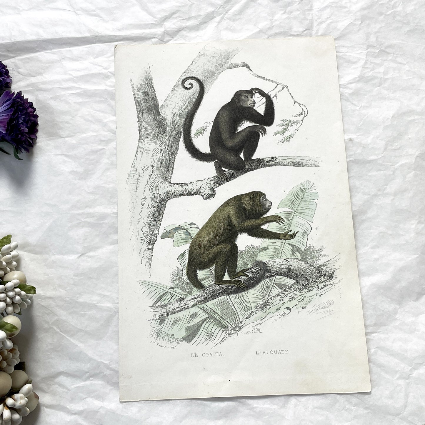 Mid 19th - Original Antique Monkey Print - Travies Zoology Engraving - Howler Spider Monkeys - Natural History Art Wall Decor