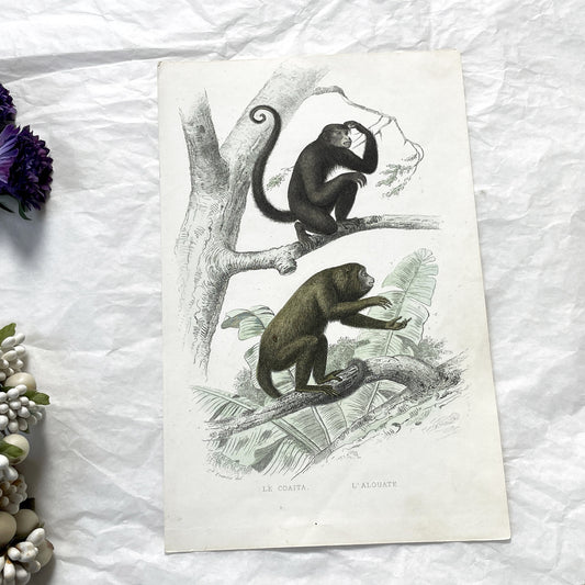 Mid 19th - Original Antique Monkey Print - Travies Zoology Engraving - Howler Spider Monkeys - Natural History Art Wall Decor