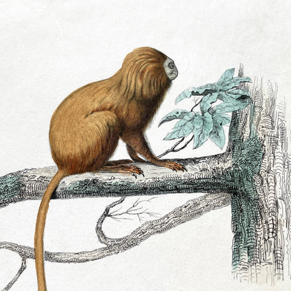 Mid 19th century - Original Hand-Colored Monkey Engraving - Marikina Tamarin and Mico Marmoset Zoological Print - Antique Natural Art
