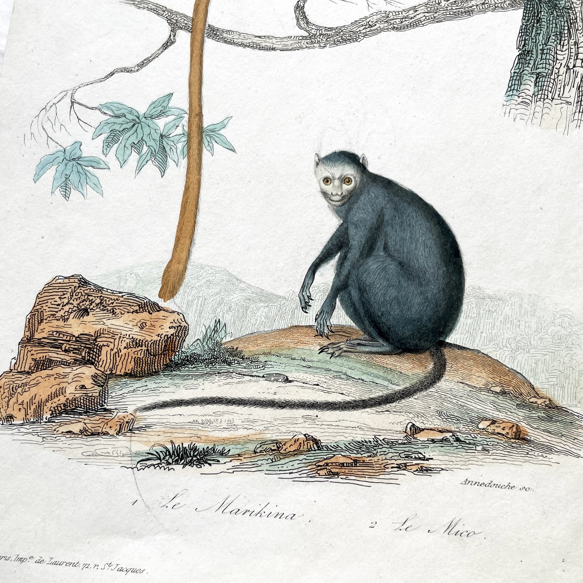 Mid 19th century - Original Hand-Colored Monkey Engraving - Marikina Tamarin and Mico Marmoset Zoological Print - Antique Natural Art