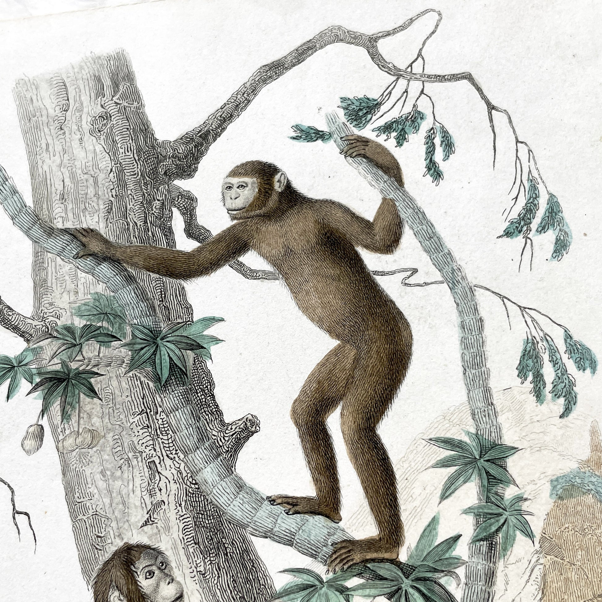 Mid 19th Century - Edouard Travies Primate Print - Iocko And Pango Antique Zoological Art - Hand Colored Engraving - French Natural History