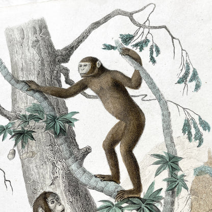Mid 19th Century - Edouard Travies Primate Print - Iocko And Pango Antique Zoological Art - Hand Colored Engraving - French Natural History