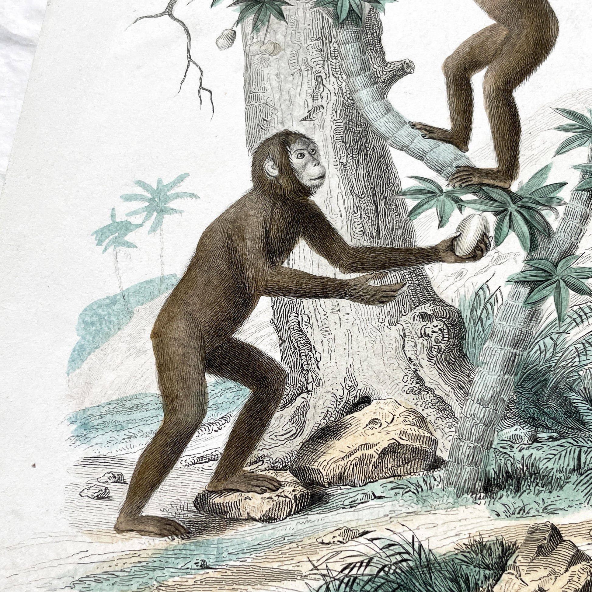 Mid 19th Century - Edouard Travies Primate Print - Iocko And Pango Antique Zoological Art - Hand Colored Engraving - French Natural History