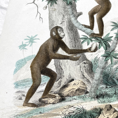 Mid 19th Century - Edouard Travies Primate Print - Iocko And Pango Antique Zoological Art - Hand Colored Engraving - French Natural History