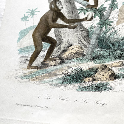 Mid 19th Century - Edouard Travies Primate Print - Iocko And Pango Antique Zoological Art - Hand Colored Engraving - French Natural History