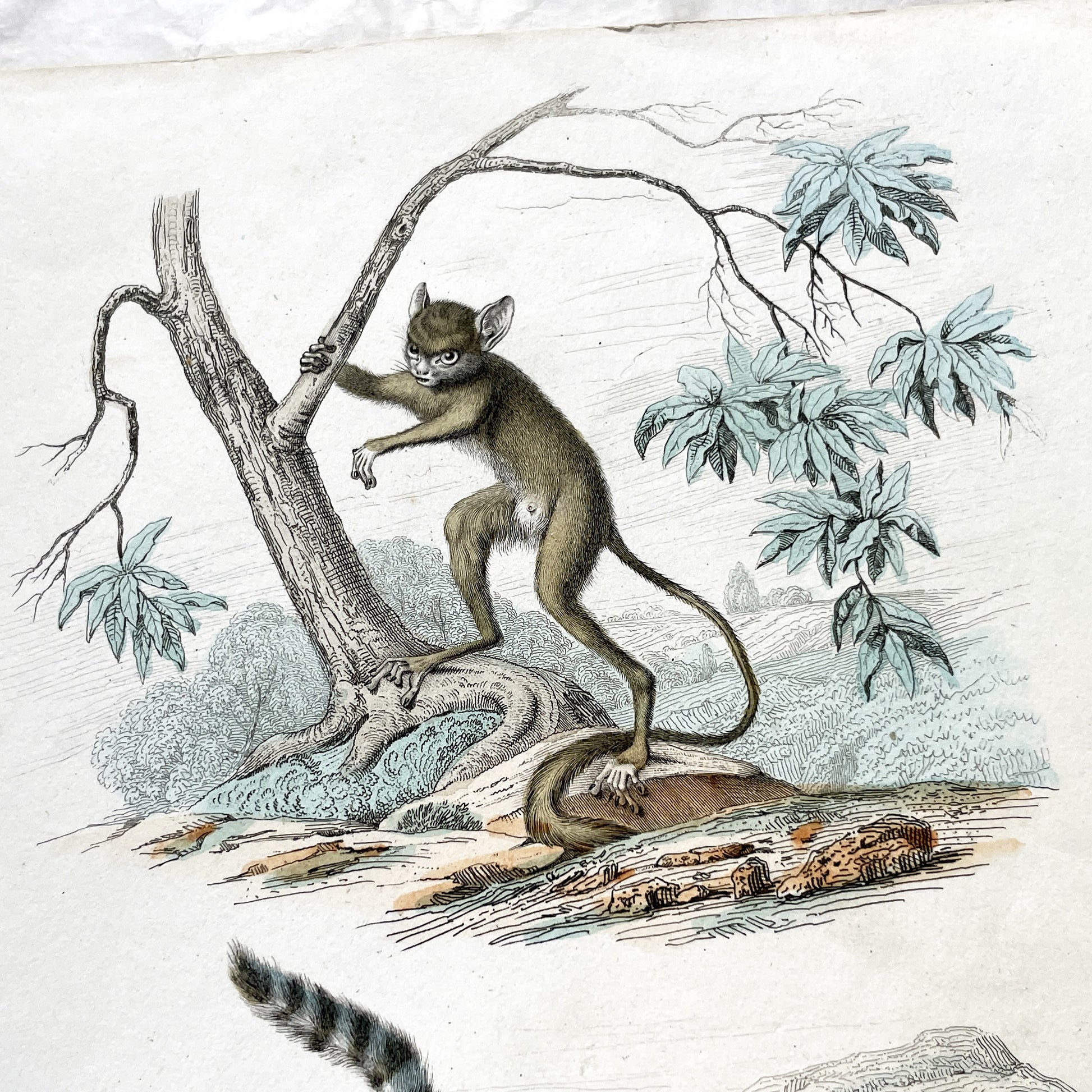 Mid 19th century - Antique Zoology Print - Hand Colored Lithograph Lemur Tarsier Mokoko - Primate Mammal Natural History Illustration