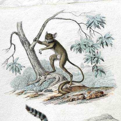 Mid 19th century - Antique Zoology Print - Hand Colored Lithograph Lemur Tarsier Mokoko - Primate Mammal Natural History Illustration