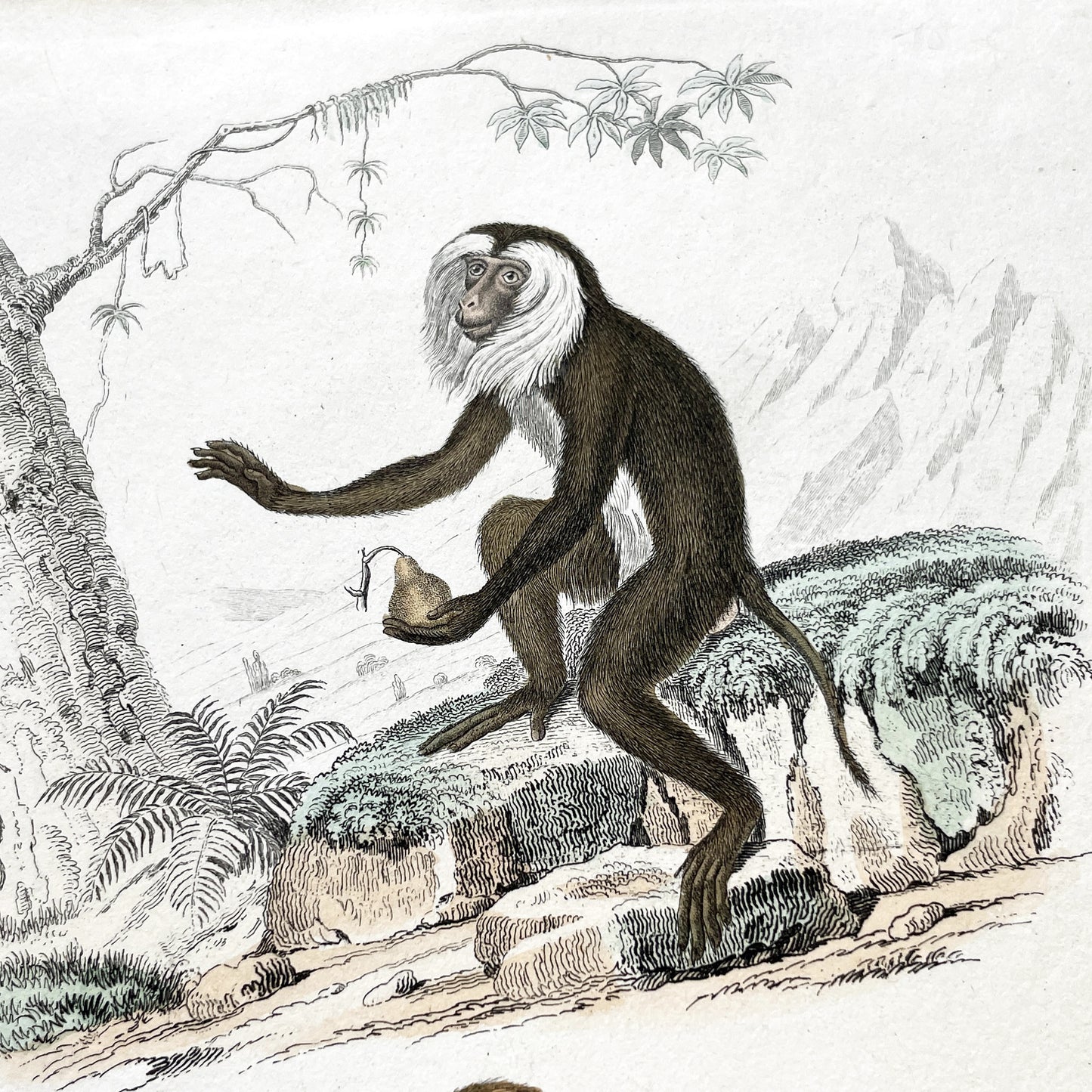 Mid 19th Century French Primate Engraving - Hand Colored Macaque - Mandrill Wildlife Art Print - Édouard Traviès Zoology Plate T.3