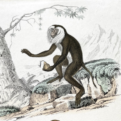 Mid 19th Century French Primate Engraving - Hand Colored Macaque - Mandrill Wildlife Art Print - Édouard Traviès Zoology Plate T.3