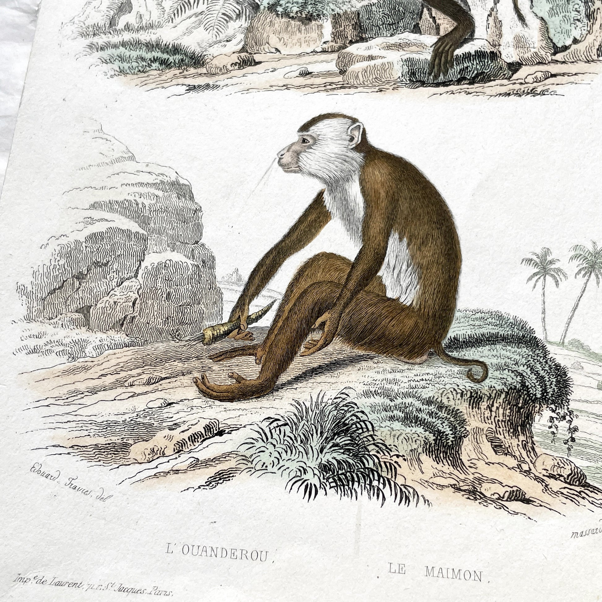 Mid 19th Century French Primate Engraving - Hand Colored Macaque - Mandrill Wildlife Art Print - Édouard Traviès Zoology Plate T.3