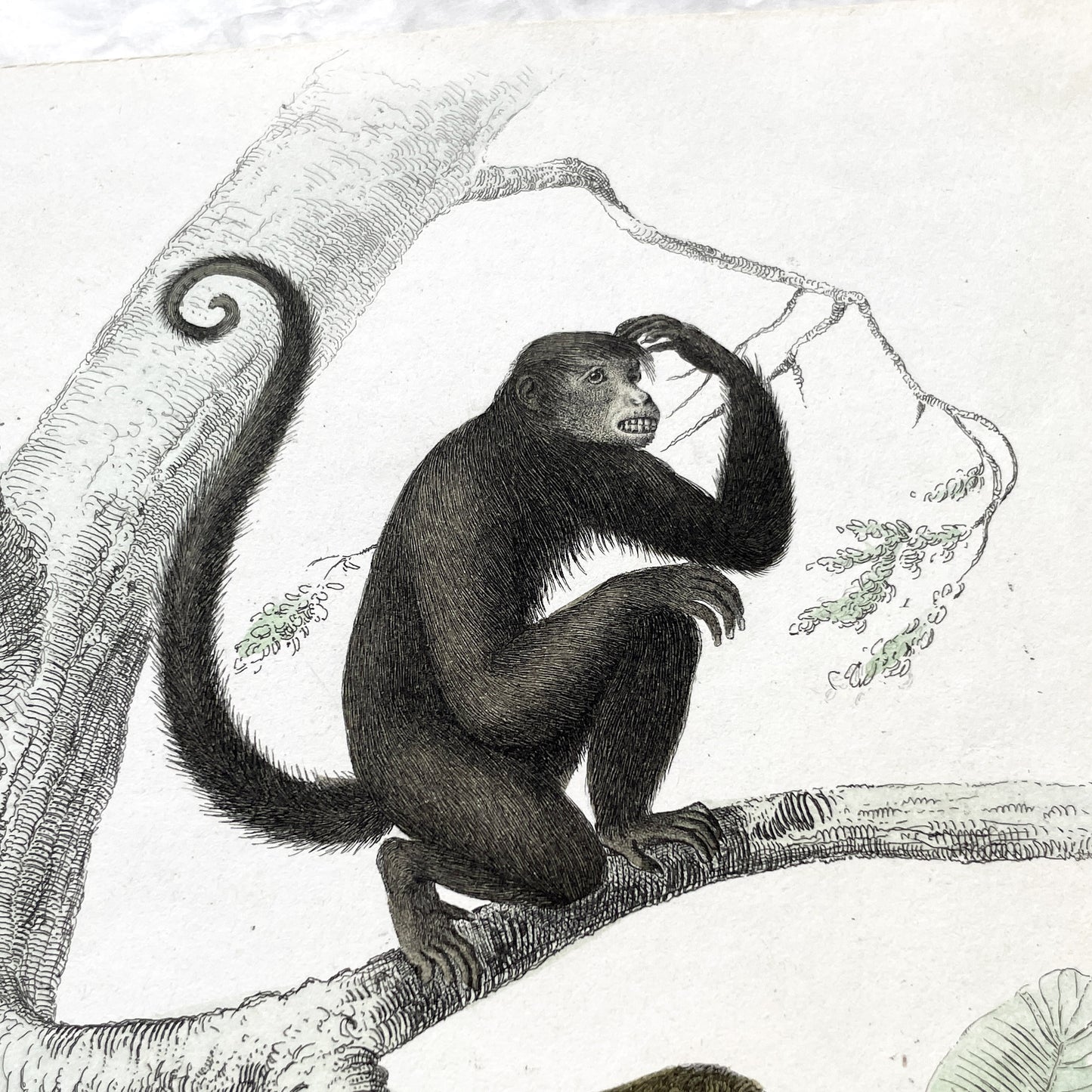 Mid 19th - Original Antique Monkey Print - Travies Zoology Engraving - Howler Spider Monkeys - Natural History Art Wall Decor