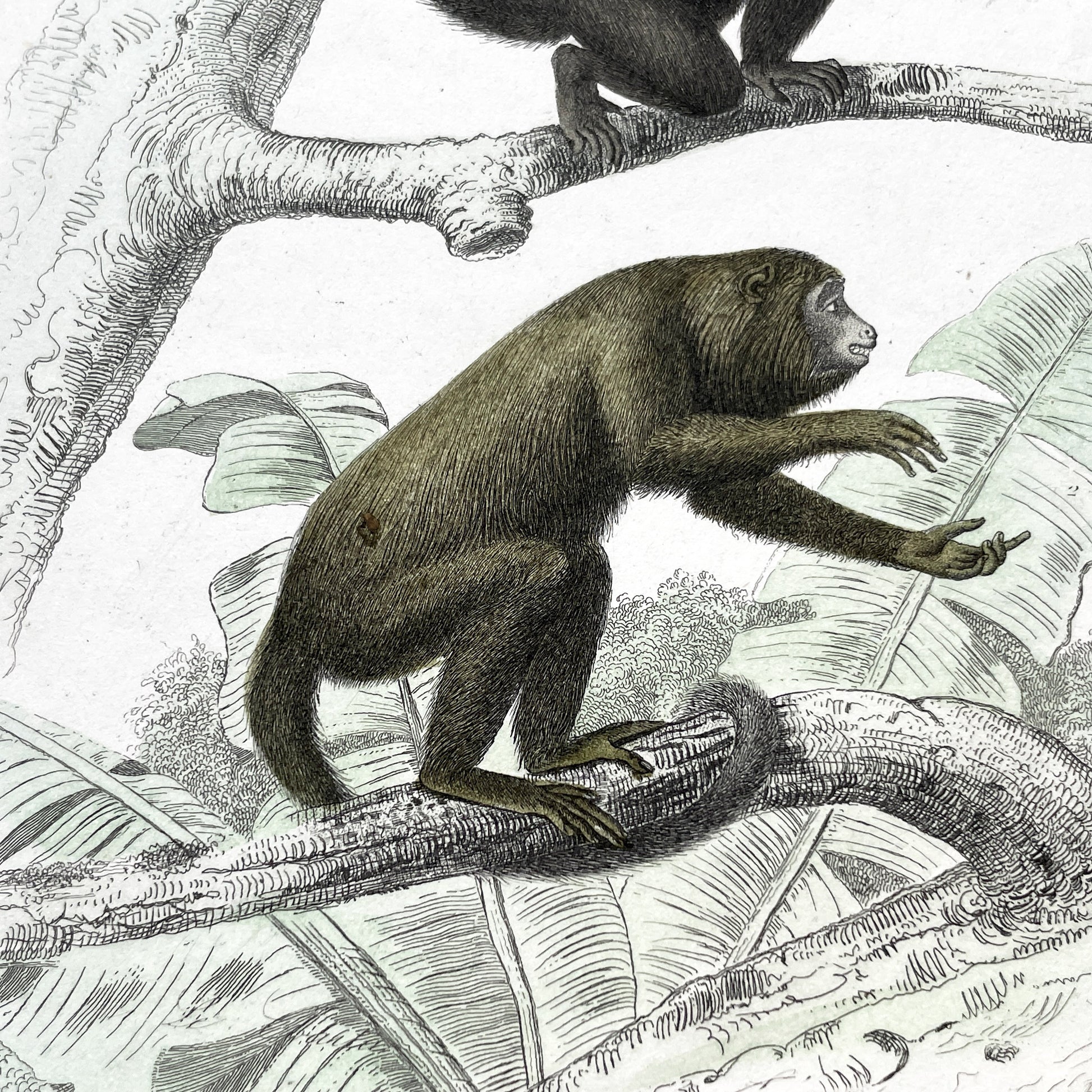 Mid 19th - Original Antique Monkey Print - Travies Zoology Engraving - Howler Spider Monkeys - Natural History Art Wall Decor