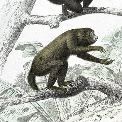 Mid 19th - Original Antique Monkey Print - Travies Zoology Engraving - Howler Spider Monkeys - Natural History Art Wall Decor
