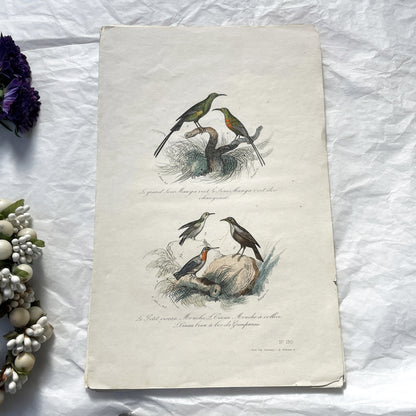 Mid 19th - Antique Bird Print - Hand-Colored Engraving - French Natural History - Victor Adam - Ornithology Plate N° 130