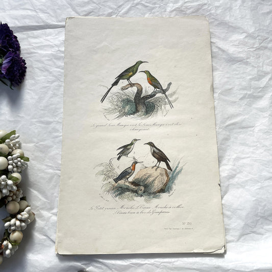 Mid 19th - Antique Bird Print - Hand-Colored Engraving - French Natural History - Victor Adam - Ornithology Plate N° 130