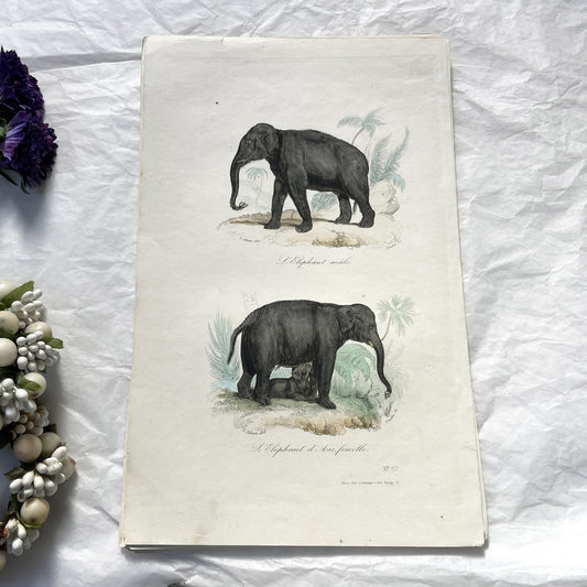 Mid 19th Century - Elephant Lithograph Print - Asian Elephant Male Female Calf - Natural History Engraving - Antique Art