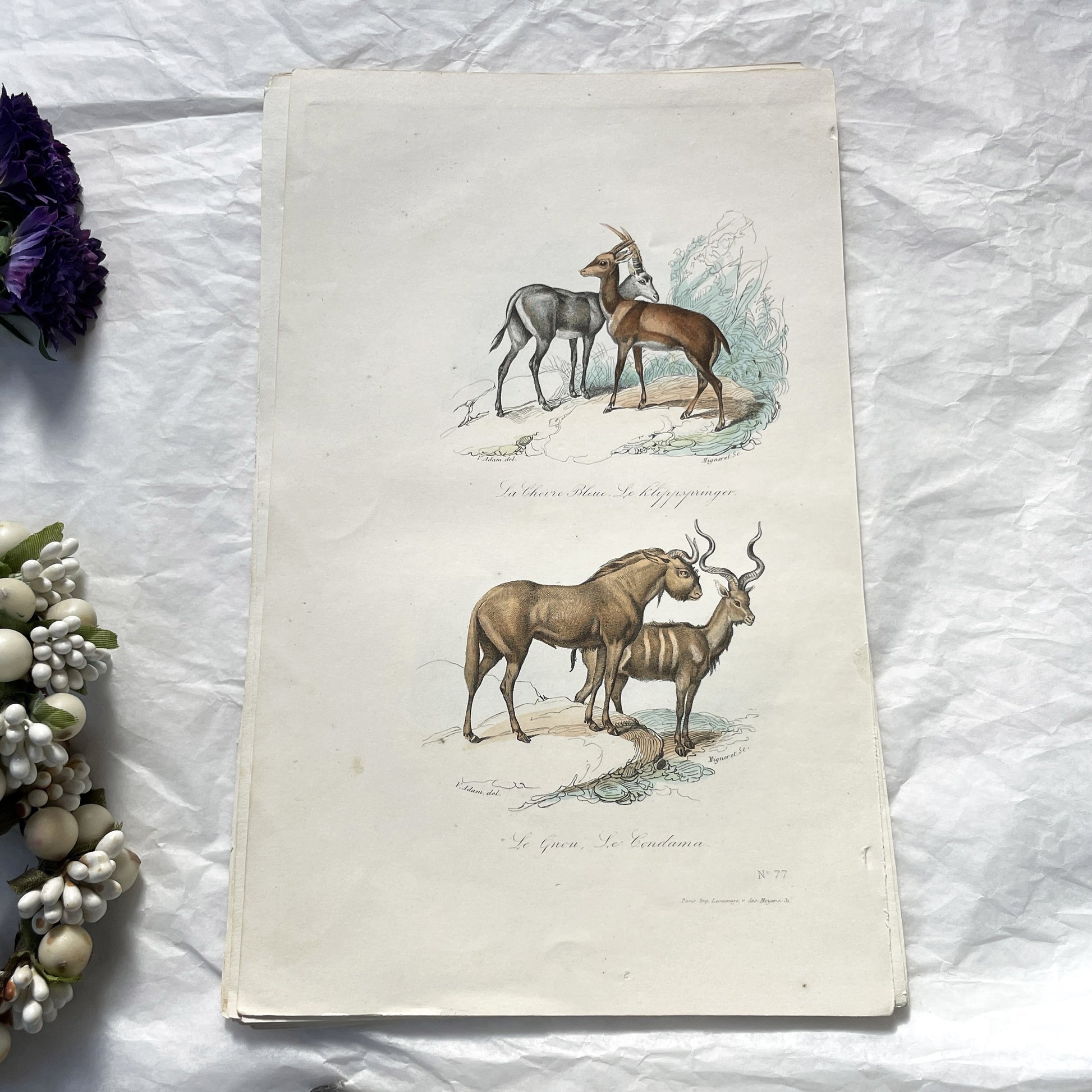 Mid 19th century - Original Hand-Colored Engraving - Blue Antelope Klipspringer Gnu Condama - French Zoological Print - African Animals Art