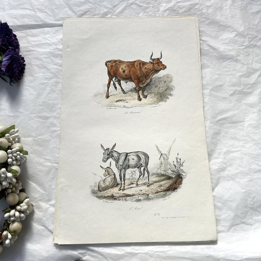 Mid 19th - Original Hand Colored French Print - Le Taureau L'Âne - Victor Adam Lithograph - Parisian Animal Engraving