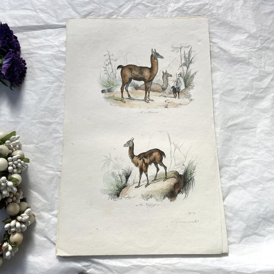 Mid 19th - Llama Vicuna Print - Antique Hand-Colored Lithograph - South American Camelid Engraving - Natural History Art Plate