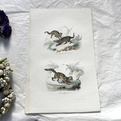 Mid 19th - Antique French Animal Print - Original Hand-Colored Engraving - Wild Cats Genet Civet Tifsane Zoology Art -  Natural History