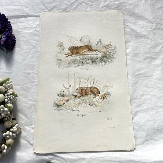 Mid 19th - Antique Hand-Colored Engravings Hare and Rabbit Print - Original French Natural History Art - Wildlife - Plate N°33.