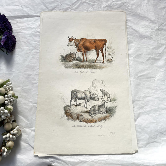 Mid 19th century - Antique French Natural History Print - Farm Animals - Cow Calf - Ram Sheep Lamb Engraving - Original Hand Colored Plate