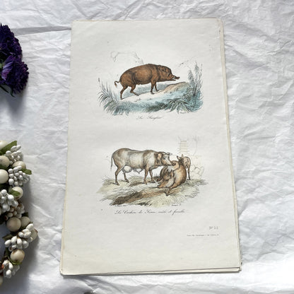 Mid 19th century - Original Hand Colored Wild Boar - Siamese Pig Antique Animal Print - French Zoological Engraving - Natural History Art