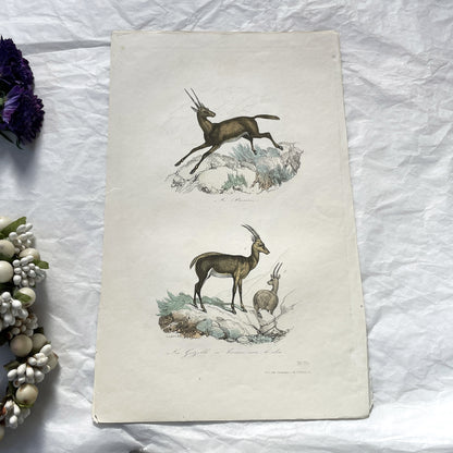 Mid 19th - Antique Colored Print - Zoological Engraving - African Gazelle Antelope - Natural History Illustration - Detailed Animal Art