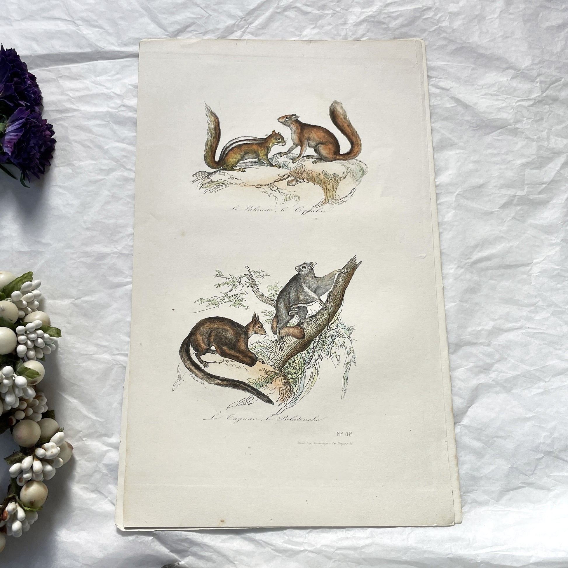Mid 19th - Antique French Zoology Print - Hand Colored Squirrel Engraving - Natural History Rodent Art - Plate No 48