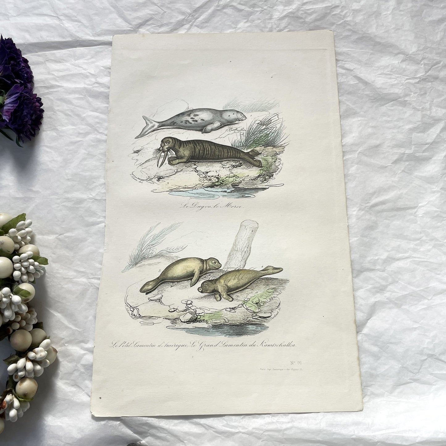 Mid 19th - Antique Marine Mammal Print - Hand-Colored Dugong Walrus Manatee Kamchatka Sea Cow Engraving - Scientific Illustration Animal Art