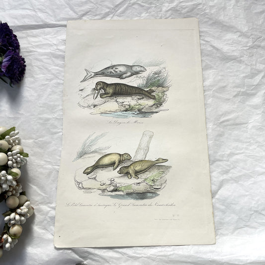 Mid 19th - Antique Marine Mammal Print - Hand-Colored Dugong Walrus Manatee Kamchatka Sea Cow Engraving - Scientific Illustration Animal Art