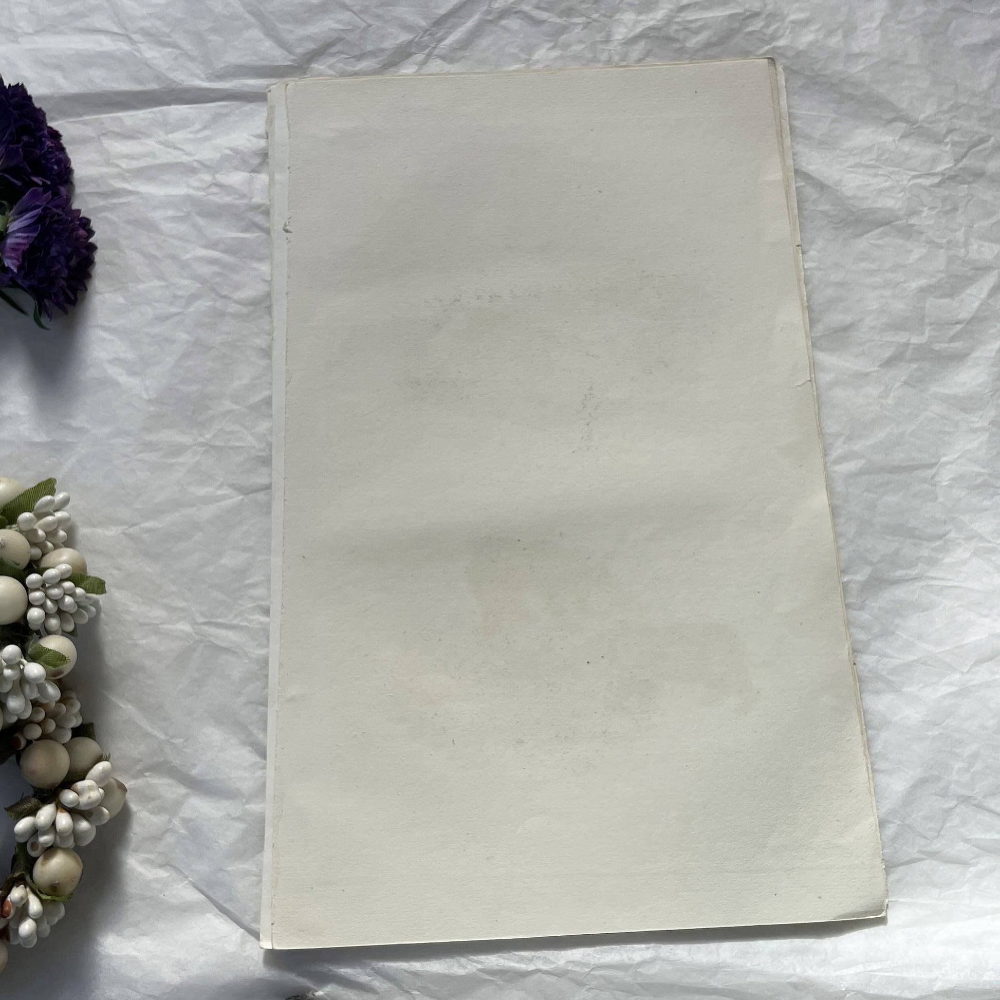 Mid 19th - Antique French Animal Print - Original Hand-Colored Engraving - Wild Cats Genet Civet Tifsane Zoology Art -  Natural History