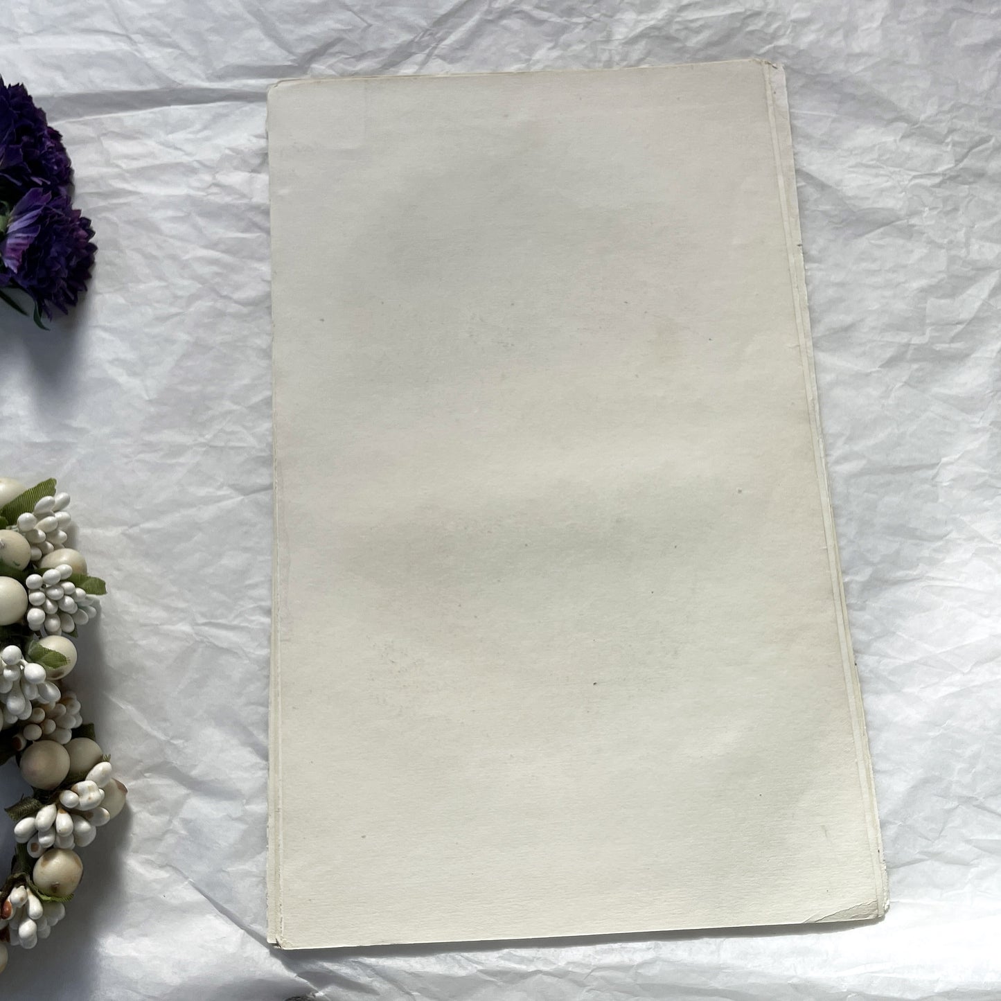 Mid 19th century - Original Hand Colored Wild Boar - Siamese Pig Antique Animal Print - French Zoological Engraving - Natural History Art