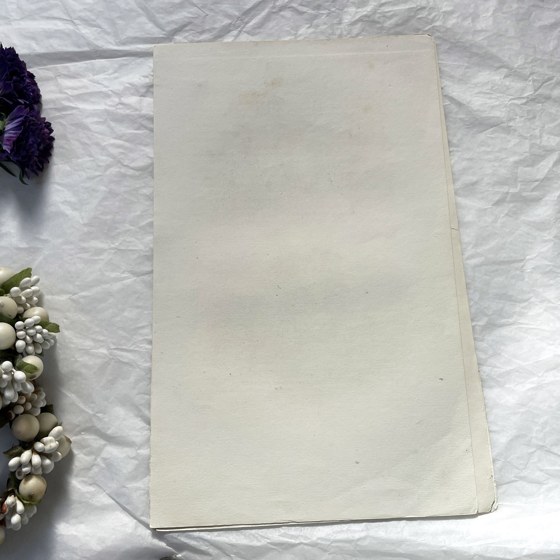 Mid 19th - Antique Colored Print - Zoological Engraving - African Gazelle Antelope - Natural History Illustration - Detailed Animal Art