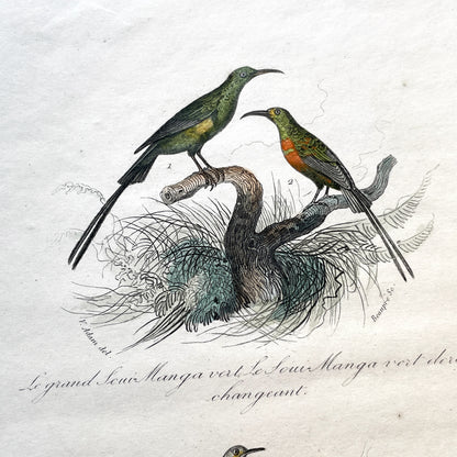 Mid 19th - Antique Bird Print - Hand-Colored Engraving - French Natural History - Victor Adam - Ornithology Plate N° 130