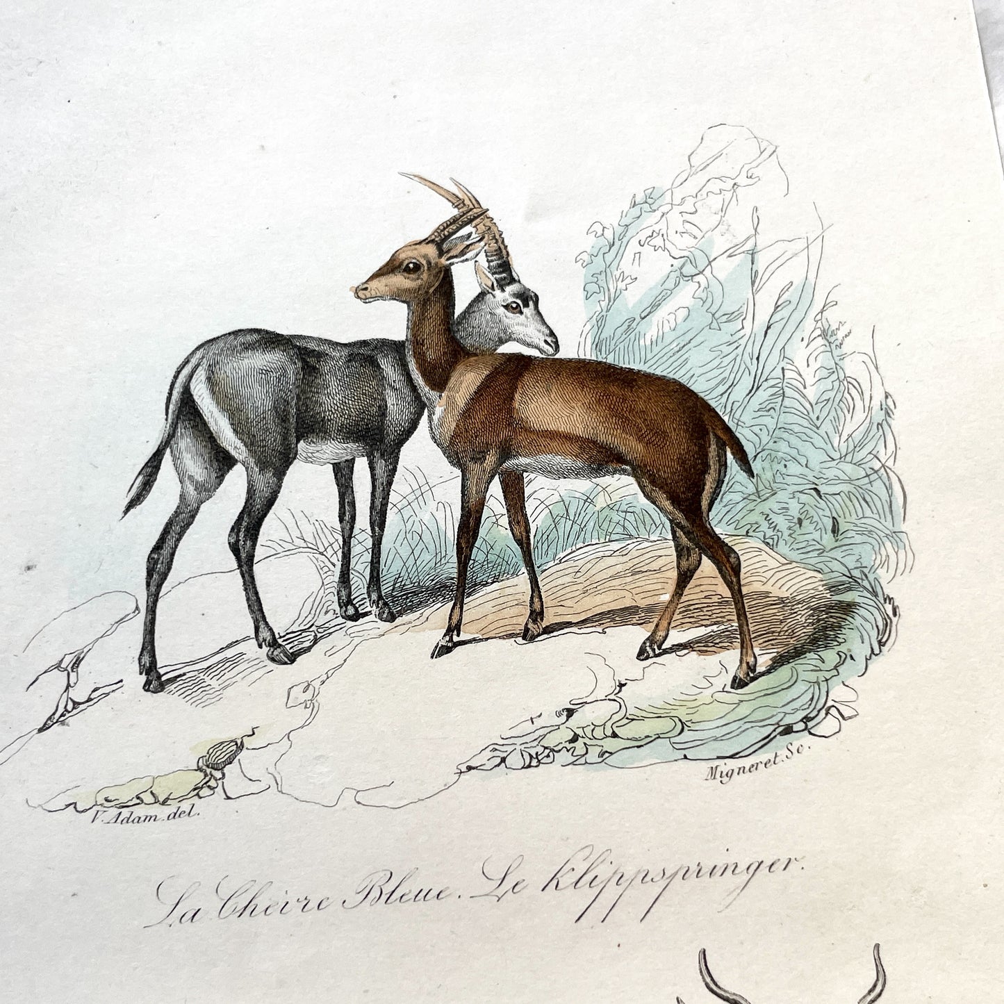 Mid 19th century - Original Hand-Colored Engraving - Blue Antelope Klipspringer Gnu Condama - French Zoological Print - African Animals Art