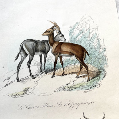 Mid 19th century - Original Hand-Colored Engraving - Blue Antelope Klipspringer Gnu Condama - French Zoological Print - African Animals Art
