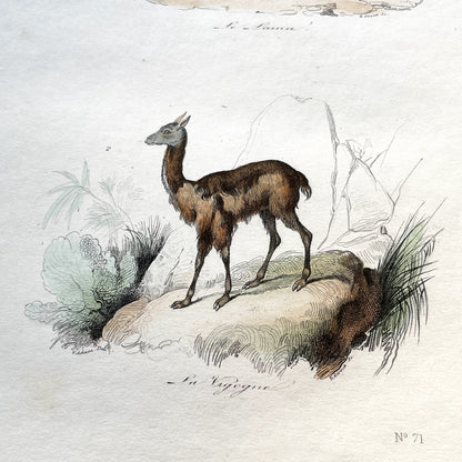 Mid 19th - Llama Vicuna Print - Antique Hand-Colored Lithograph - South American Camelid Engraving - Natural History Art Plate