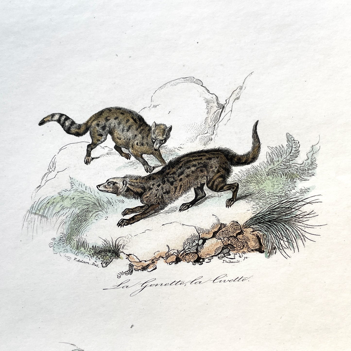 Mid 19th - Antique French Animal Print - Original Hand-Colored Engraving - Wild Cats Genet Civet Tifsane Zoology Art -  Natural History