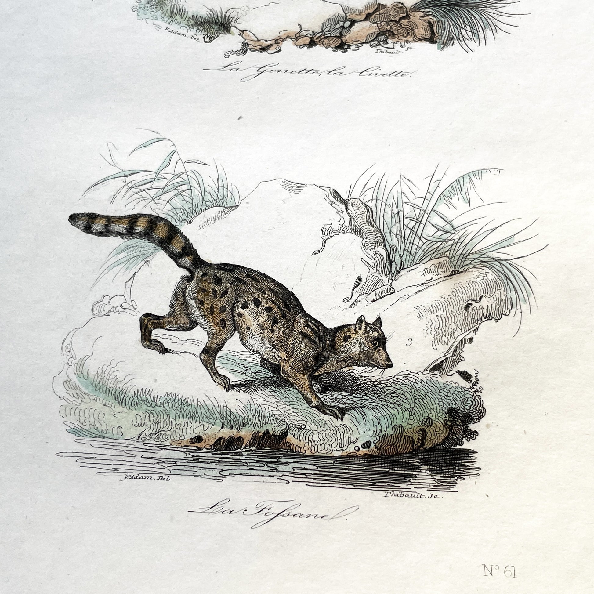 Mid 19th - Antique French Animal Print - Original Hand-Colored Engraving - Wild Cats Genet Civet Tifsane Zoology Art -  Natural History