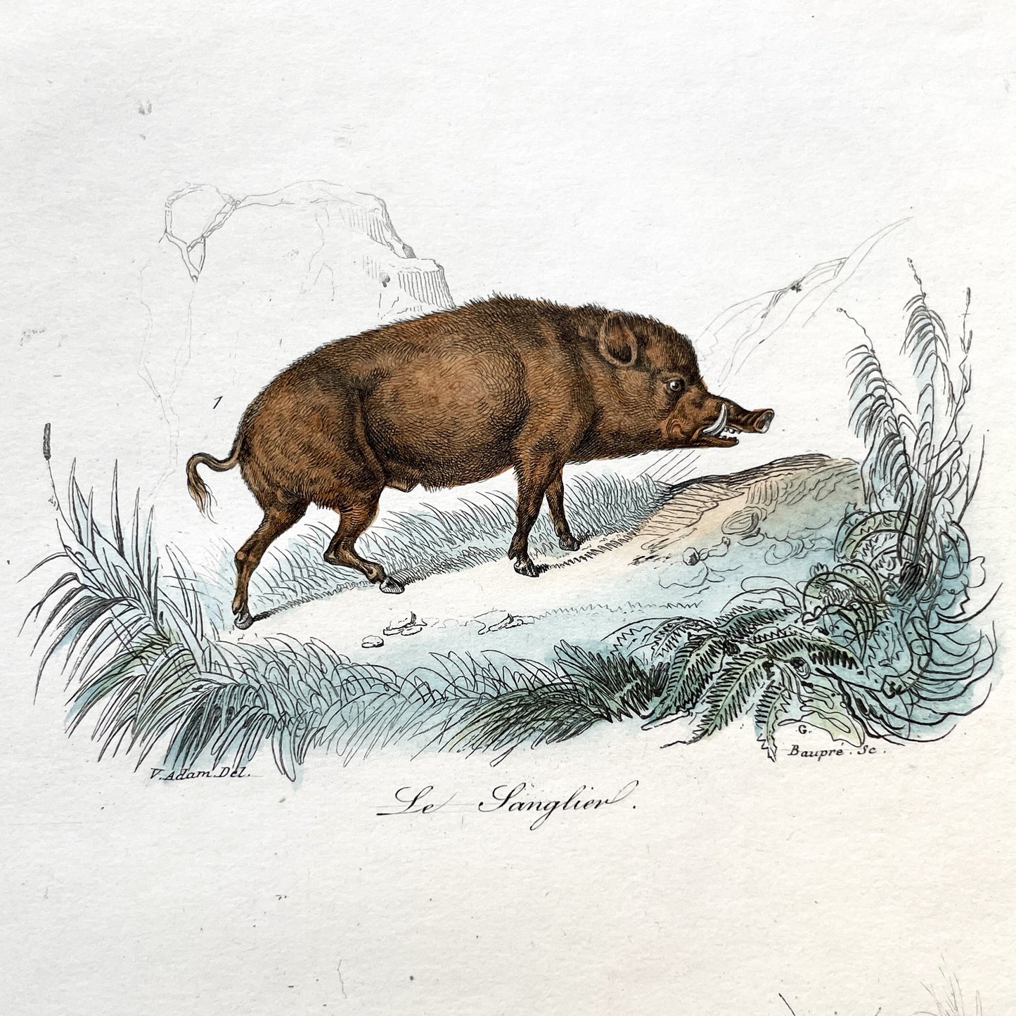 Mid 19th century - Original Hand Colored Wild Boar - Siamese Pig Antique Animal Print - French Zoological Engraving - Natural History Art