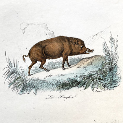 Mid 19th century - Original Hand Colored Wild Boar - Siamese Pig Antique Animal Print - French Zoological Engraving - Natural History Art