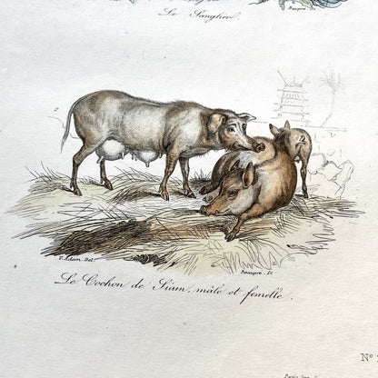 Mid 19th century - Original Hand Colored Wild Boar - Siamese Pig Antique Animal Print - French Zoological Engraving - Natural History Art