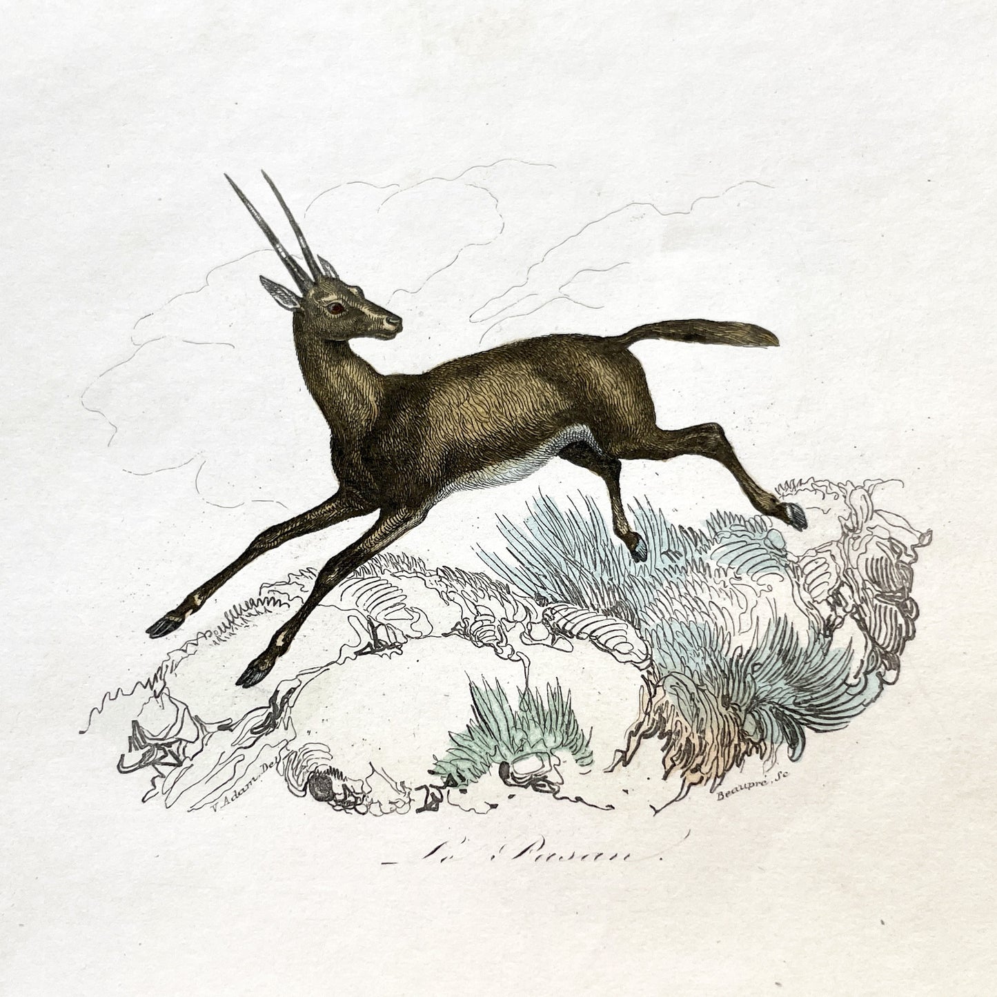 Mid 19th - Antique Colored Print - Zoological Engraving - African Gazelle Antelope - Natural History Illustration - Detailed Animal Art