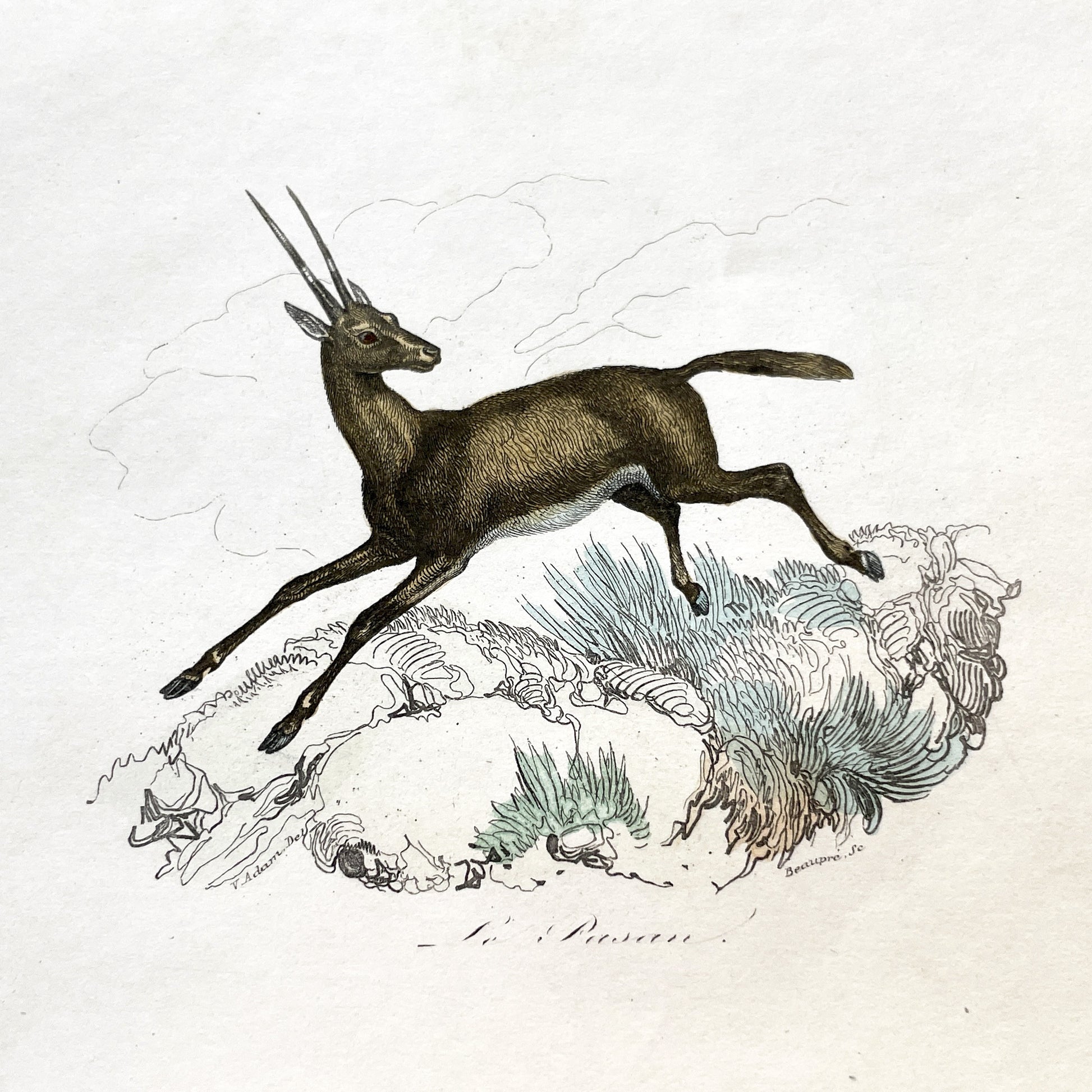 Mid 19th - Antique Colored Print - Zoological Engraving - African Gazelle Antelope - Natural History Illustration - Detailed Animal Art